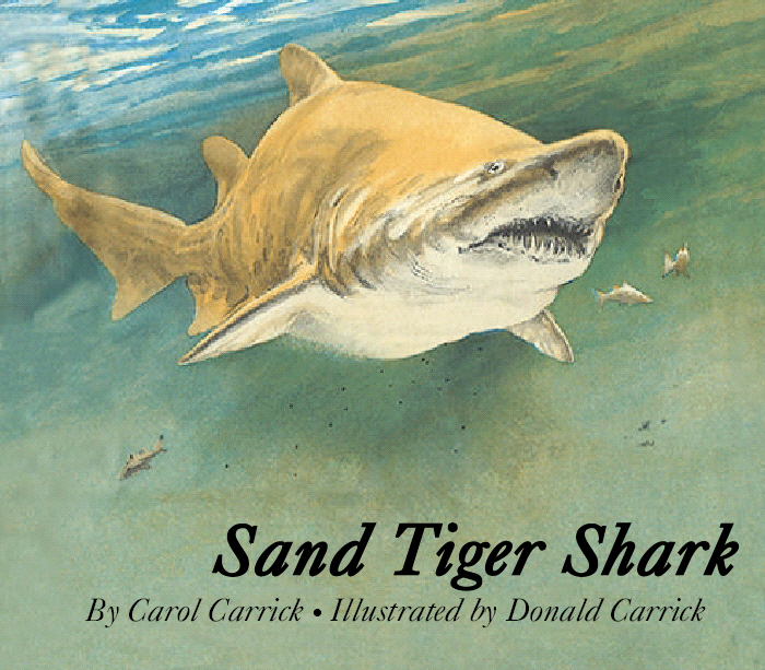 Title details for Sand Tiger Shark by Carol Carrick - Available